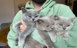 Scottish Fold cats for sale: Beautiful scotish fold straight ear kittens 🐱 ❤️ in Altrincham - Image 7