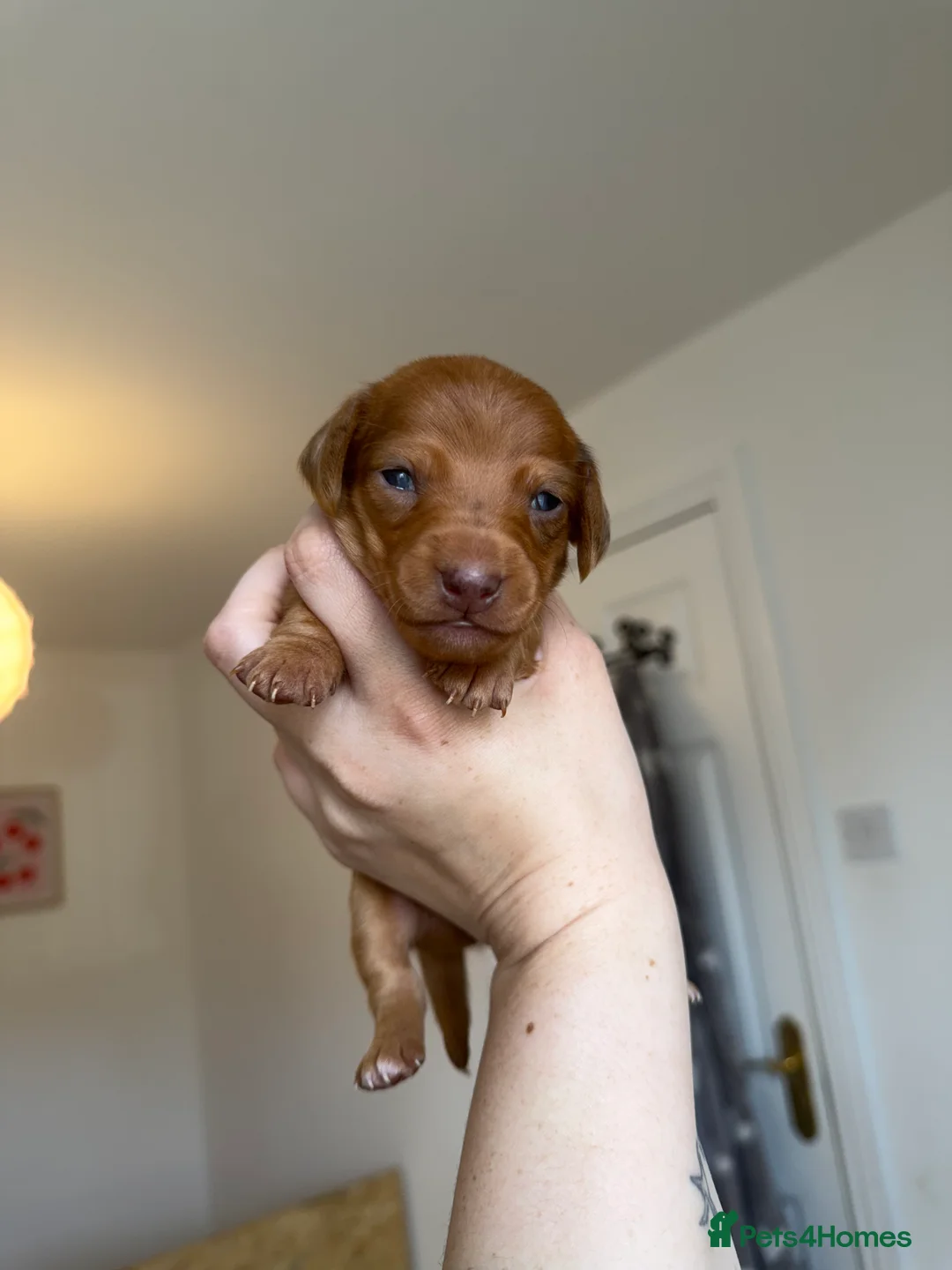 Miniature Dachshund dogs for sale: Miniature Dachshund Puppies - Advert 1