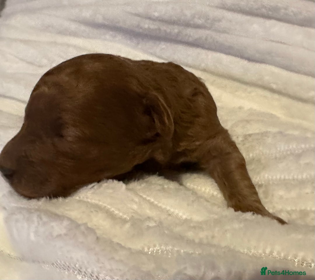 Toy Poodle dogs for sale: 2 TINY BOYS LEFT kc registered deep red toy poodle - Advert 21