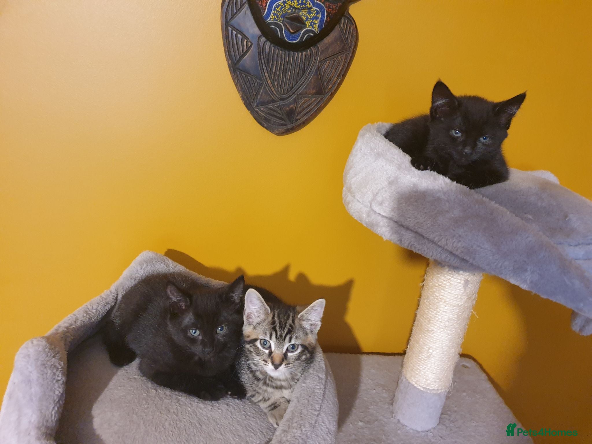 Mixed Breed cats 3 beautiful kittens - Advert 3