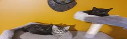 Mixed Breed cats for sale: 3 beautiful kittens - Advert 1