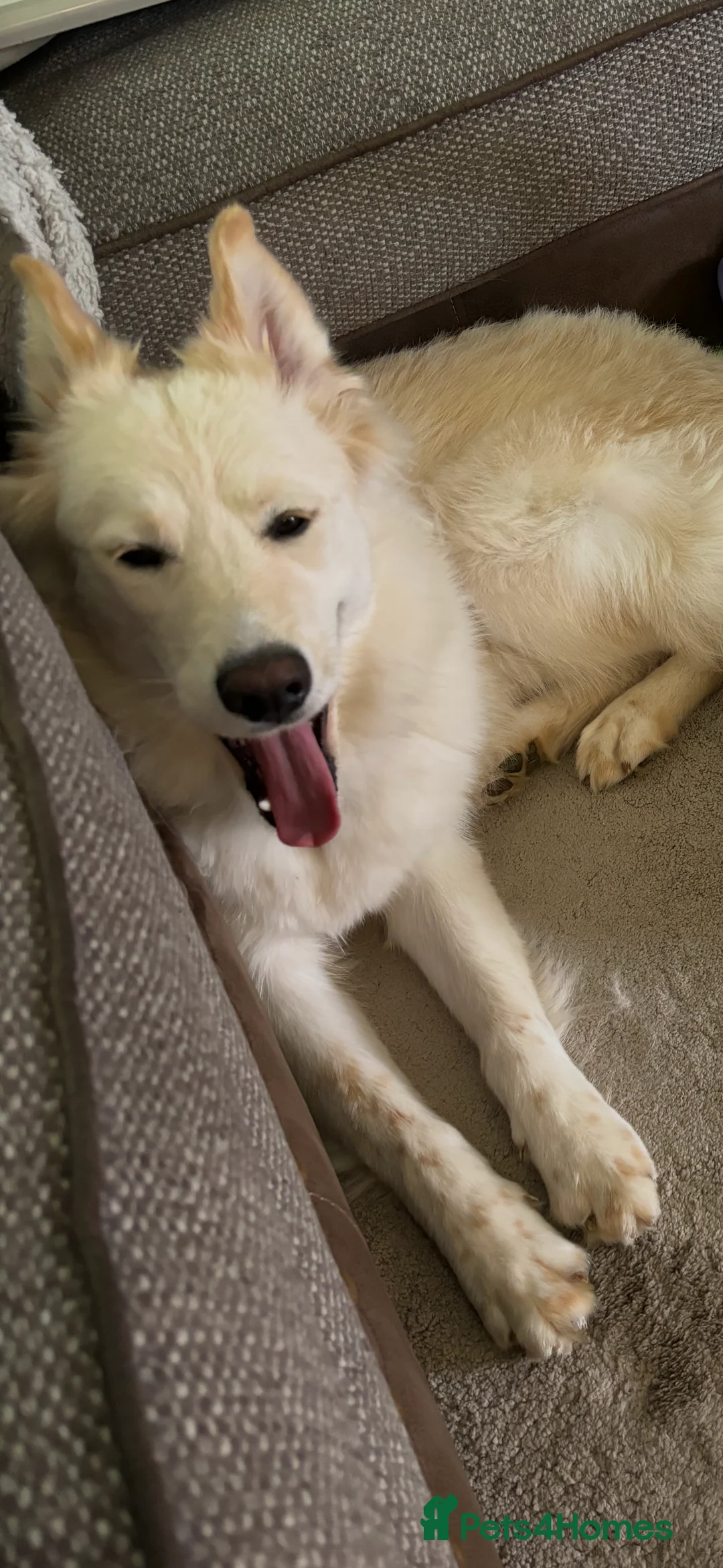 Mixed Breed dogs for sale: Golden Samoyed Girl - Advert 7