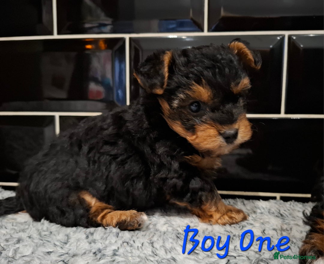Yorkiepoo dogs for sale: Stunning Yorkiepoo Boys Ready Now - Advert 4