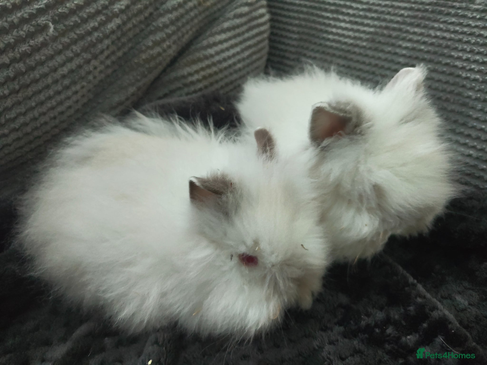 Lionhead rabbits for sale: Beautiful lion head bunnies for sale in Wolverhampton - Advert 6
