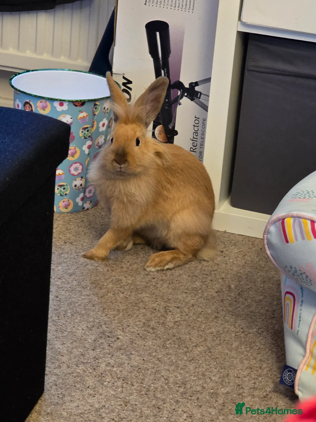 Mixed Breed rabbits for sale: 2x 6 month old female rabbits for sale in Preston - Advert 2