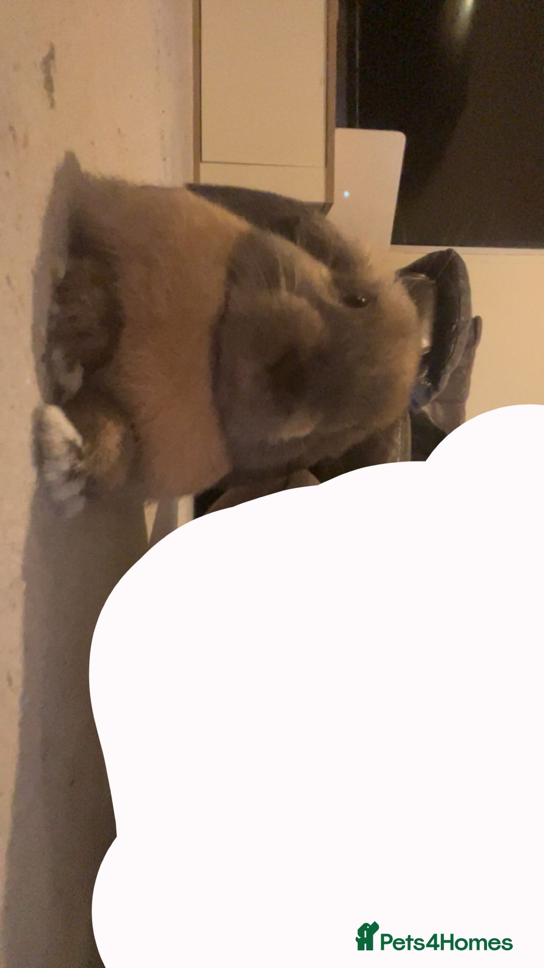 Mini Lop rabbits for sale: Meet Nyllah – Our Sweet Mini Lop Girl  - Advert 4