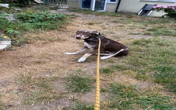 Mixed Breed dogs for adoption: Teya- sweet and loving  - Image 7