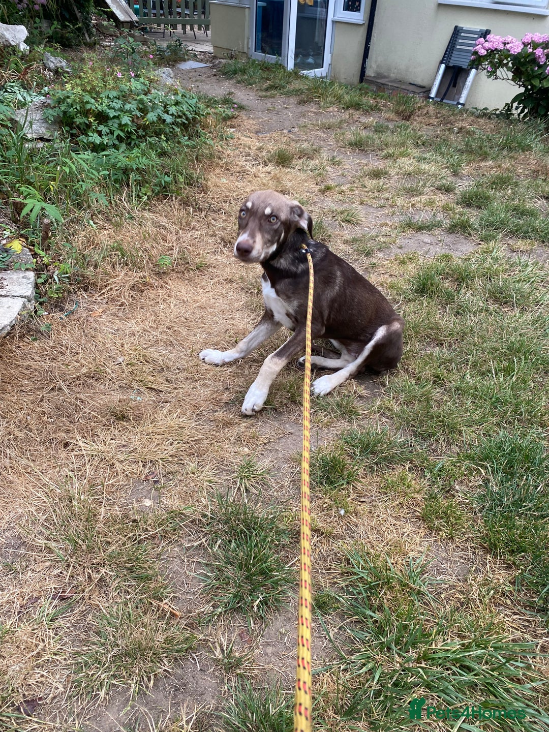 Mixed Breed dogs for adoption: Teya- sweet and loving  - Image 7