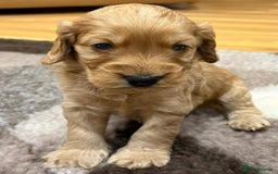 Cockapoo dogs for sale: F1 Miniature Cockapoo puppies  - Image 11