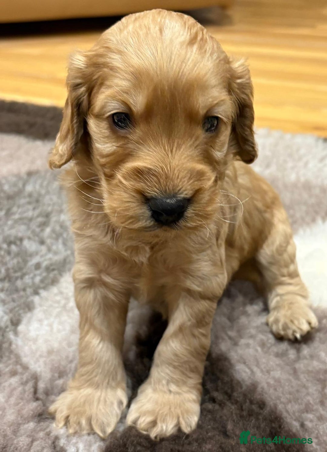 Cockapoo dogs for sale: F1 Miniature Cockapoo puppies  - Image 11
