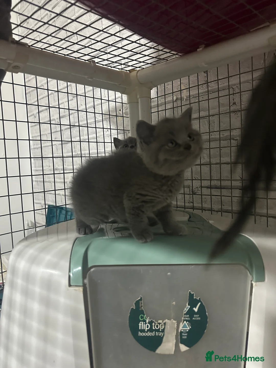 British Shorthair cats for sale: British shorthair blue kittens champion pedigree - Advert 4