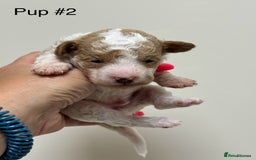 Toy Poodle dogs for sale: Tiny, rare parti poodle puppies. Red & white.  - Image 17