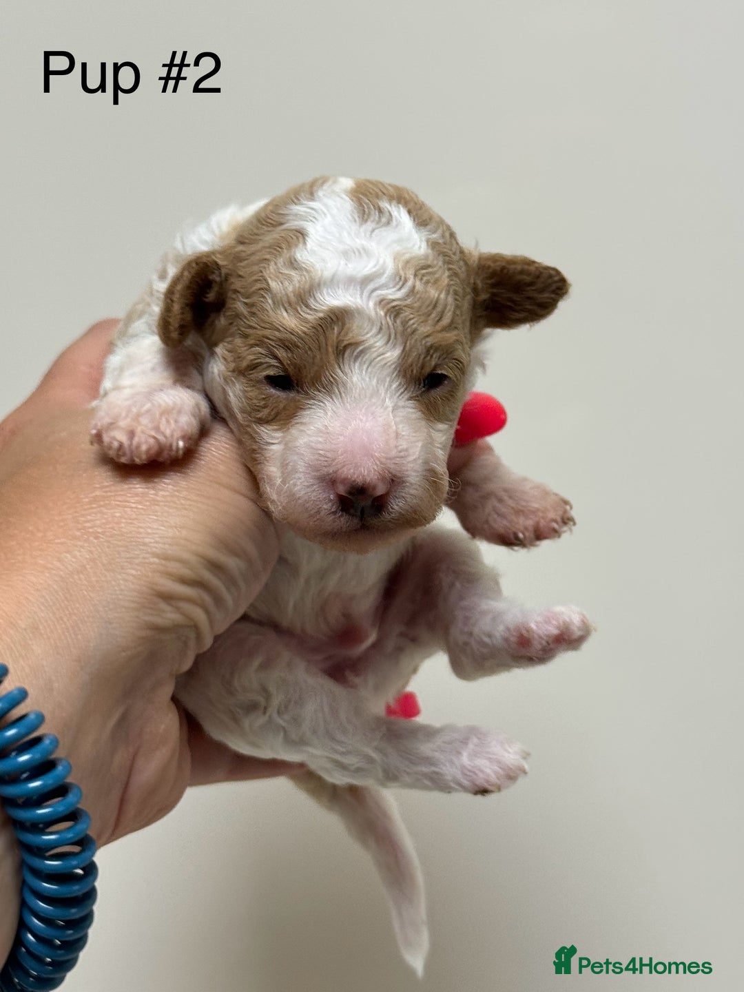 Toy Poodle dogs for sale: Tiny, rare parti poodle puppies. Red & white.  - Image 17