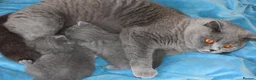 British Shorthair cats for sale: British Blue Kitten, ready! - Advert 6