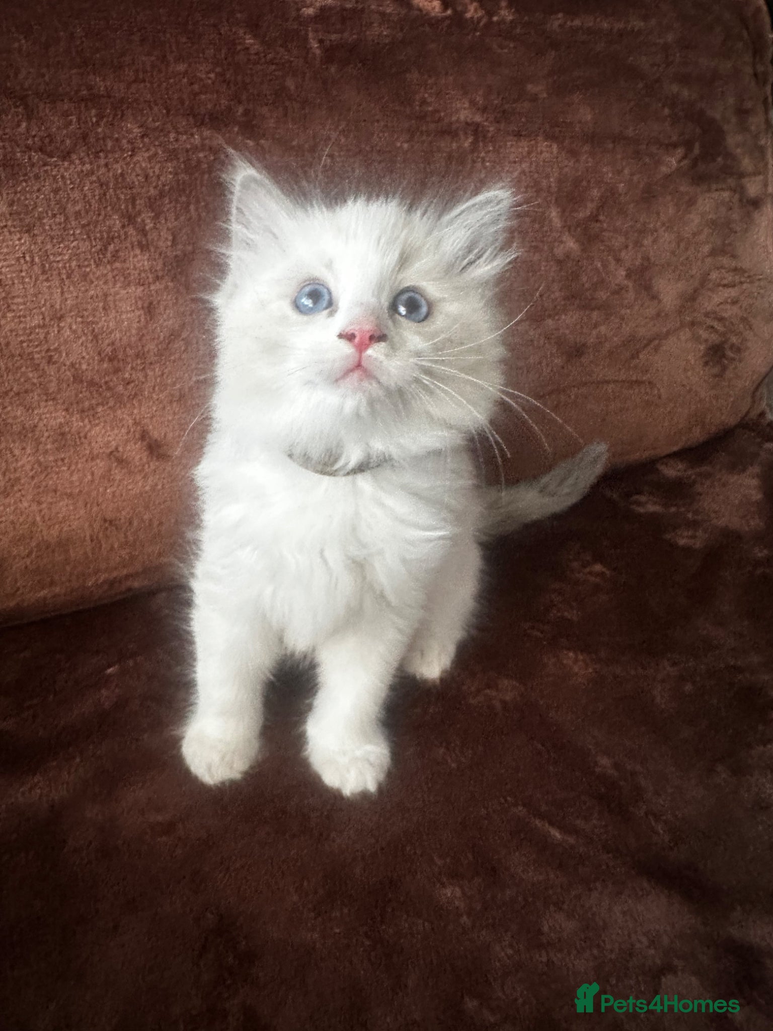 Ragdoll cats for sale: Beautiful Purebred Ragdoll Kittens - Advert 7