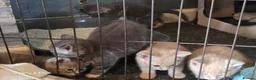 Mixed Breed cats for sale: Beautiful kittens  in Axbridge - Advert 4
