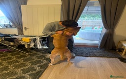 American Bulldog dogs for sale: American bully male - Image 2