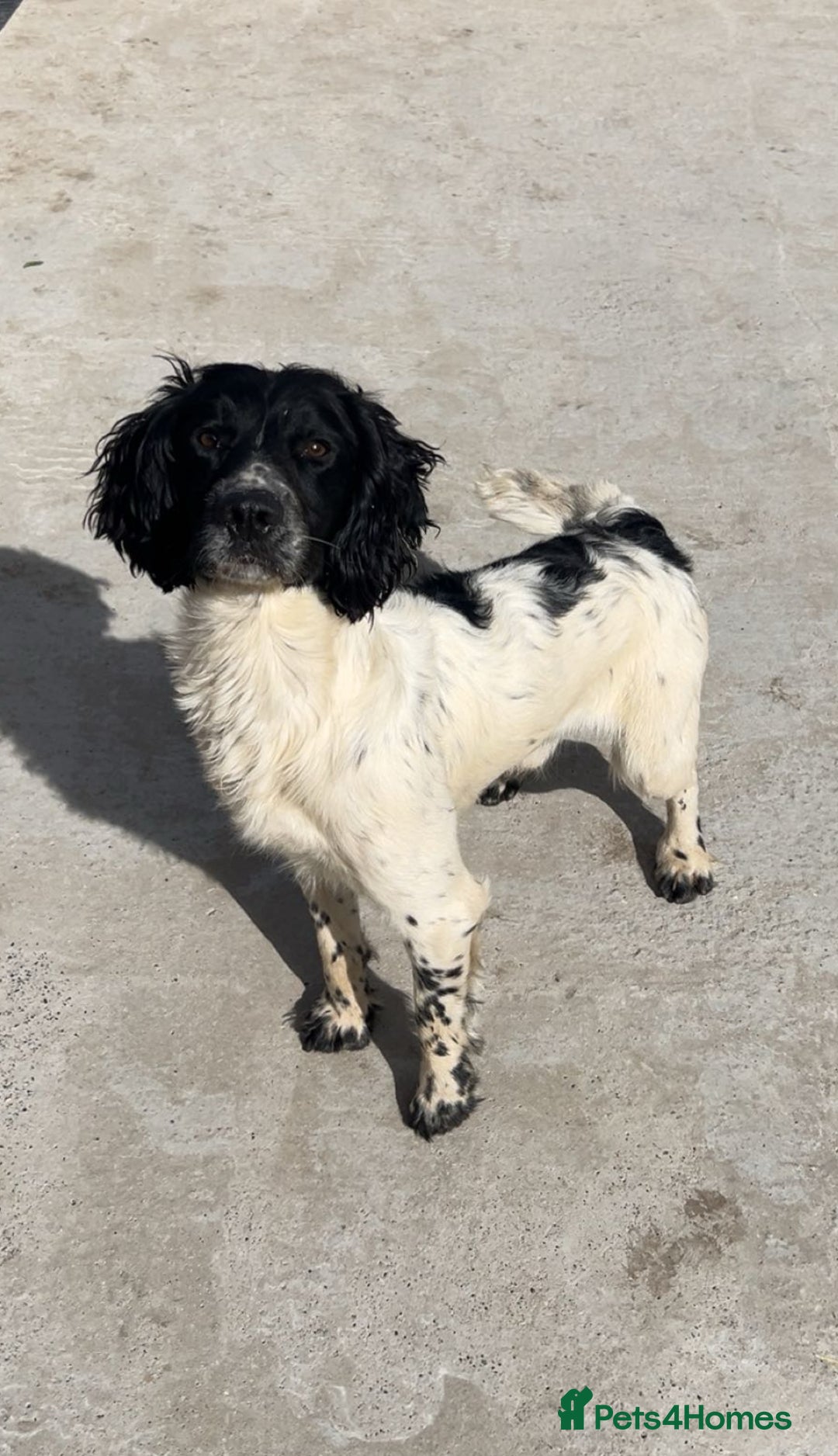 English Springer Spaniel dogs for sale: Working Springer Spaniel Puppies  - Advert 10