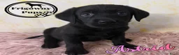 Labrador Retriever dogs for sale: 🖤 RKC Registered Black Labrador GIRLS 🖤 - Advert 4