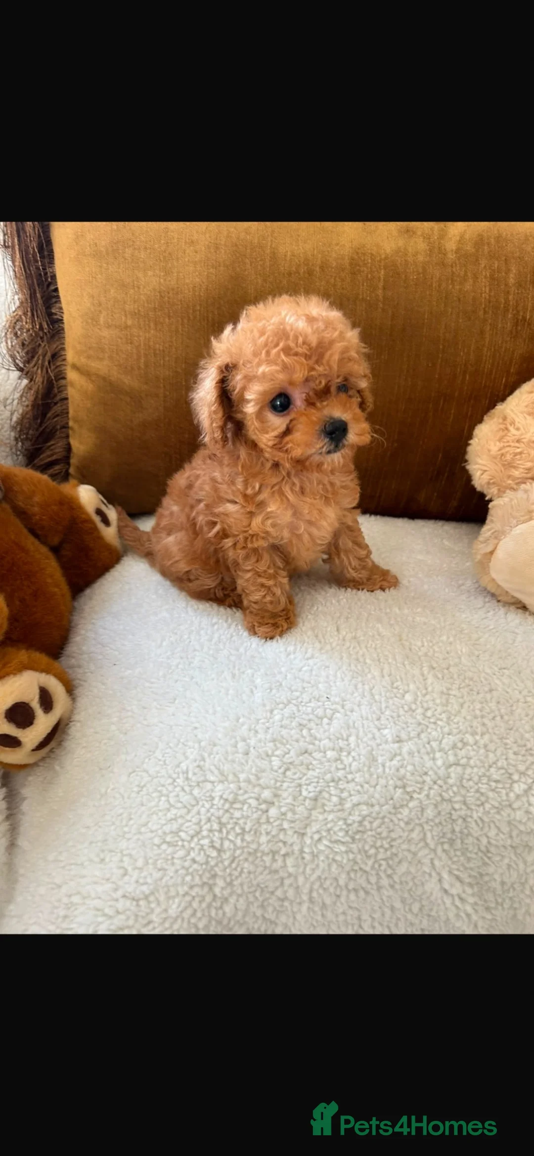 Toy Poodle dogs for sale:  tiny Asian toy poodles  in Newark - Advert 1