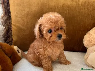 Toy Poodle dogs tiny Asian toy poodles - Advert 1