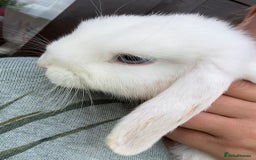 French Lop rabbits for sale: Last pure white blue eye girl! Mini X French lop in Royston - Image 1