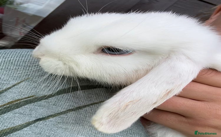 French Lop rabbits in Royston - Advert 8