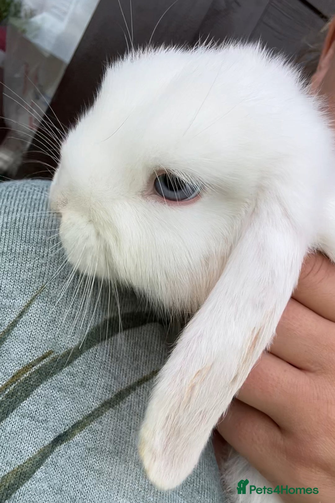French Lop rabbits for sale: Last pure white blue eye girl! Mini X French lop in Royston - Image 1