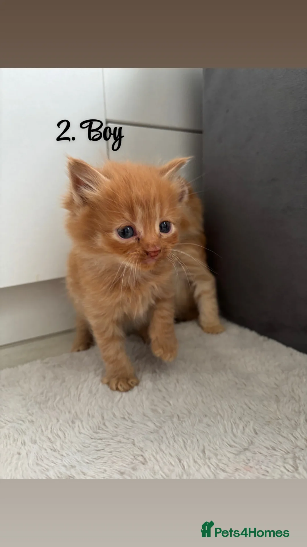 Mixed Breed cats for sale: Kittens for sale in Birmingham - Advert 2