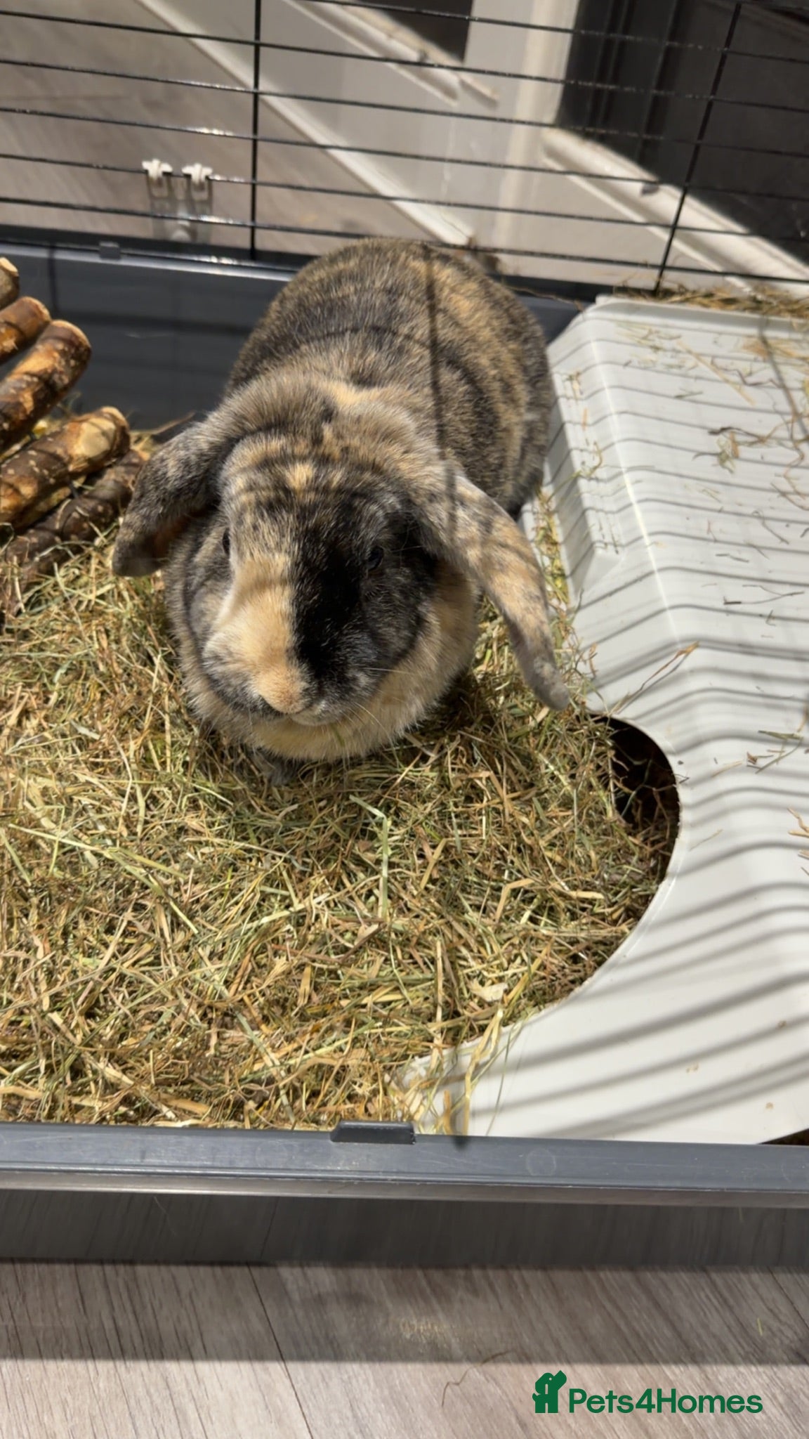 Mini Lop rabbits Mini Lop Bunny - Advert 1