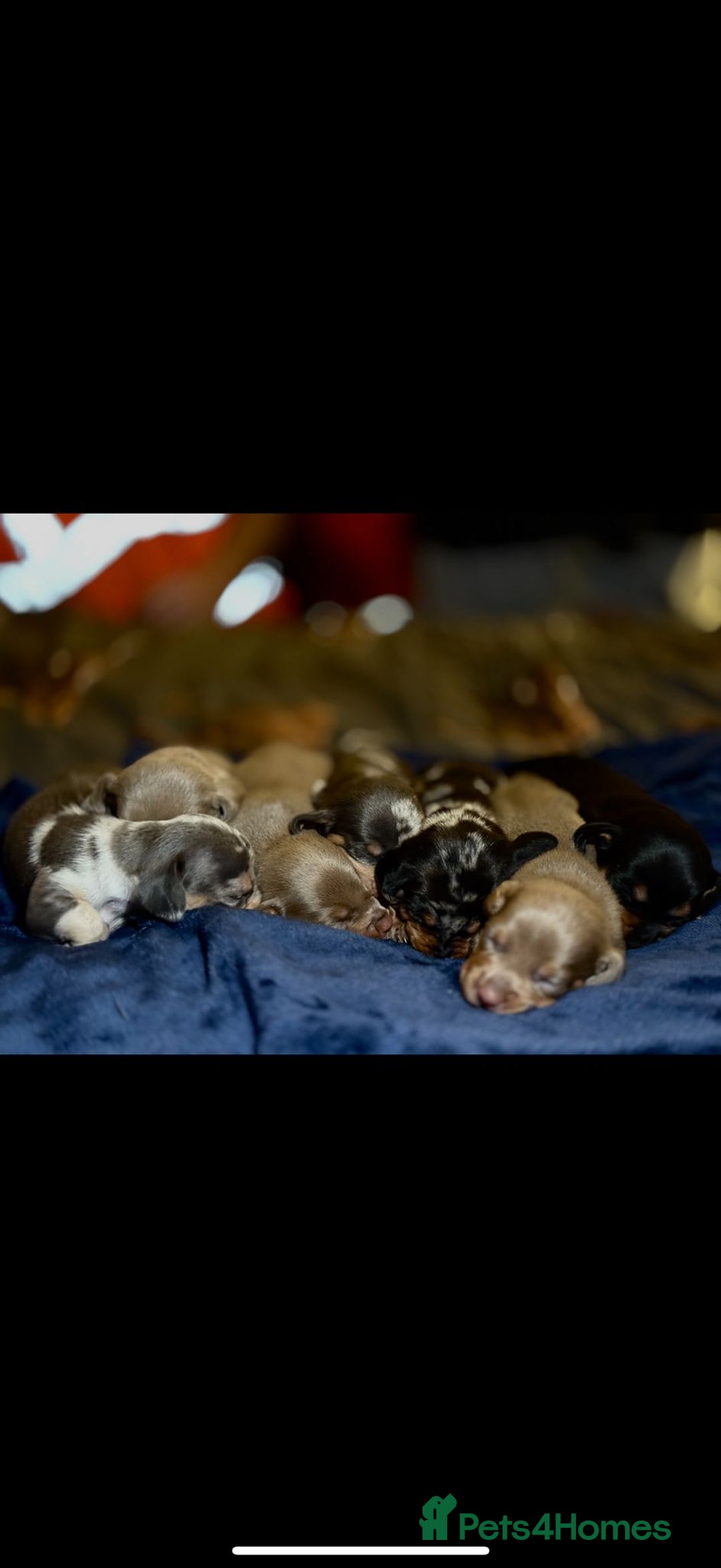 Dachshund dogs for sale: 7 Beautiful dachshund puppies  - Advert 10