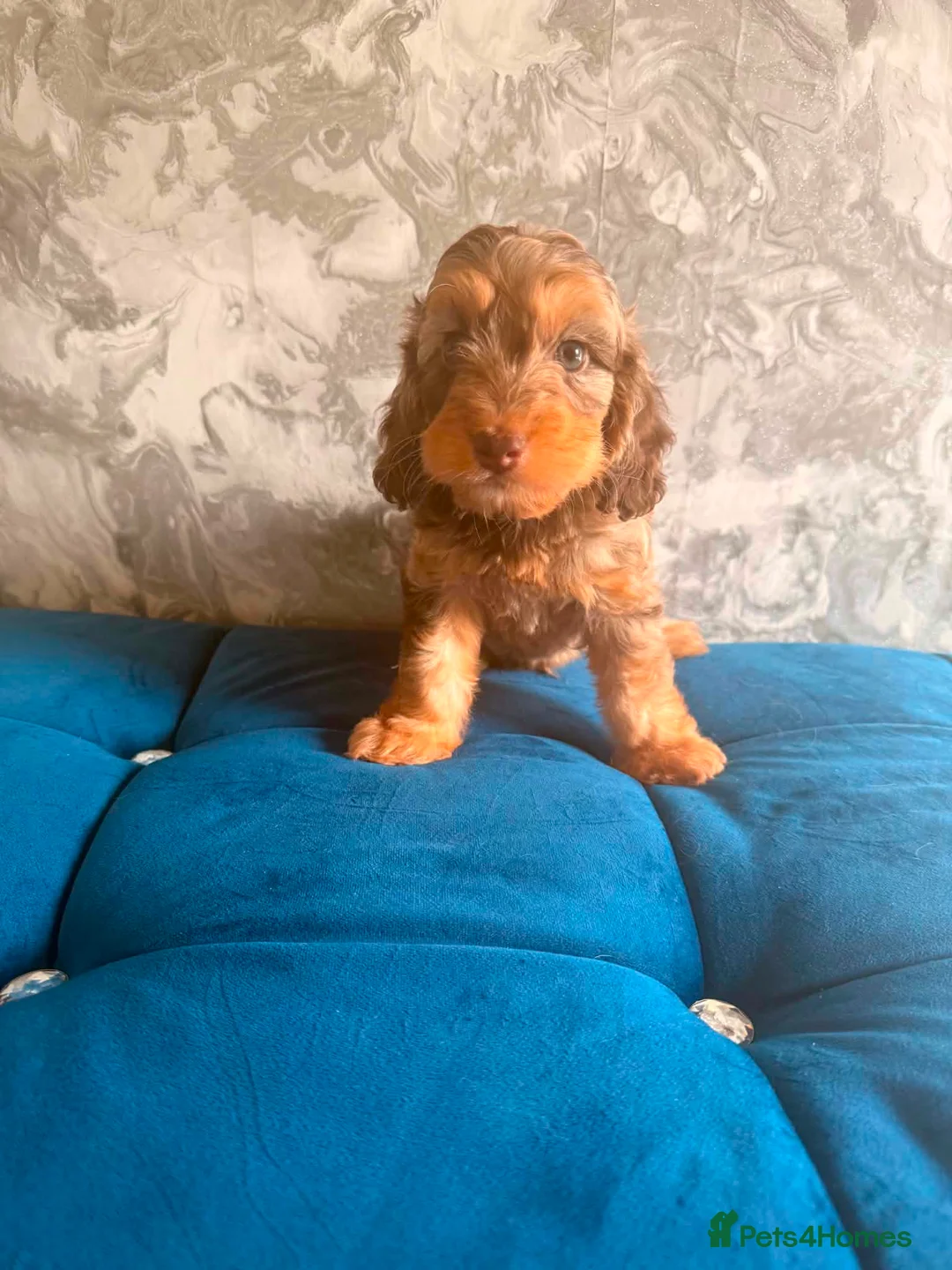 Cockapoo dogs for sale: Three beautiful boys  - Advert 2