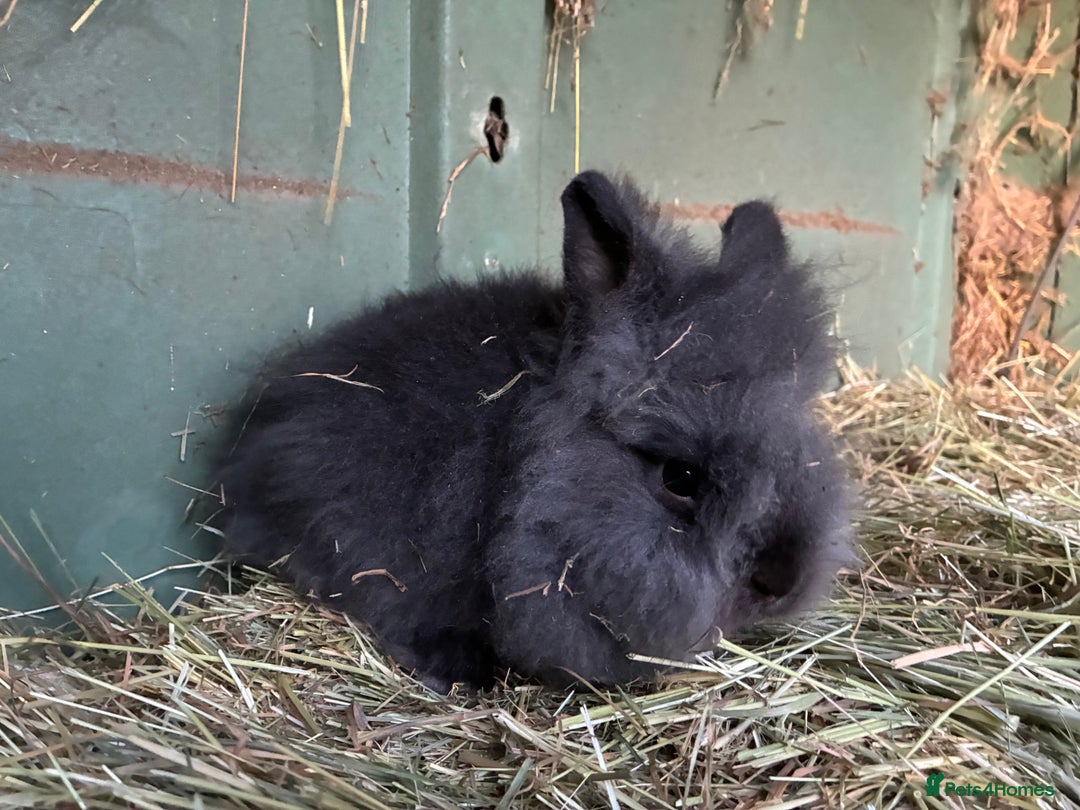 Lionhead rabbits for sale: Last 2 lionhead baby boys - Advert 1