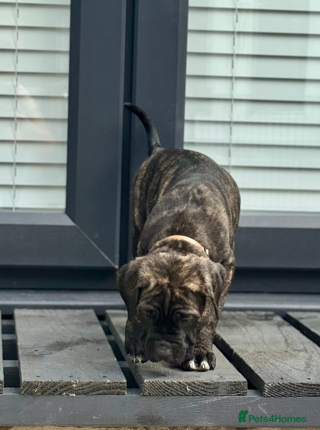 Mixed Breed dogs for sale: Last Four Mastiff pups available  - Image 17