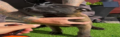 Belgian Shepherd Dog 5