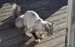 Maine Coon cats for sale: Selling my Stud Silver Maine-Coon Ozzy (5Year old) - Image 2