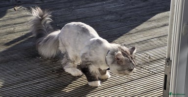 Maine Coon cats - Advert 16