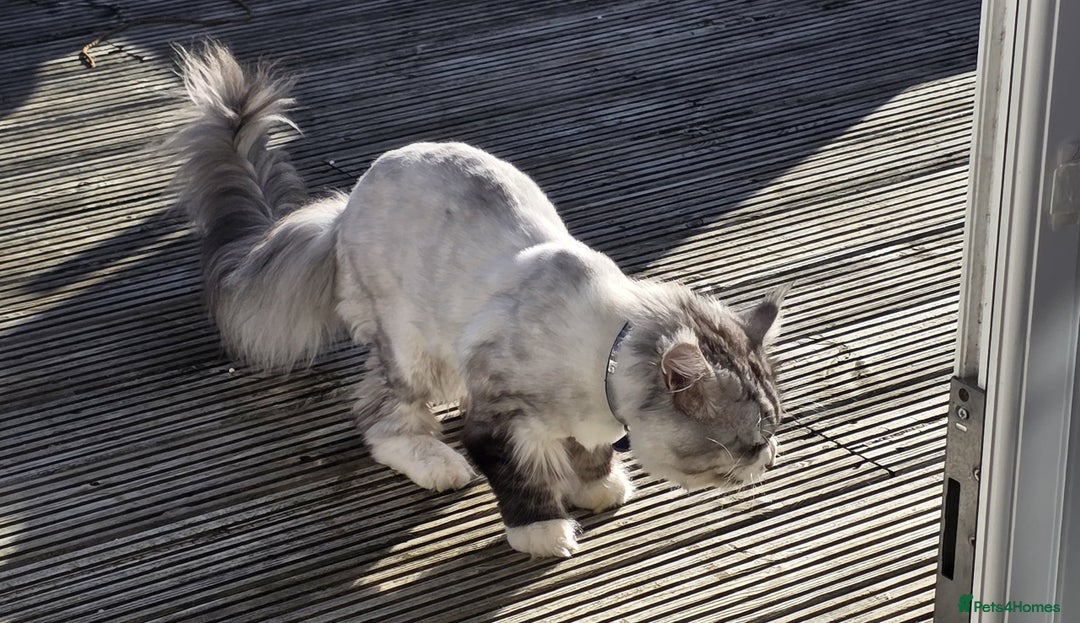 Maine Coon cats for sale: Selling my Stud Silver Maine-Coon Ozzy (5Year old) - Image 2