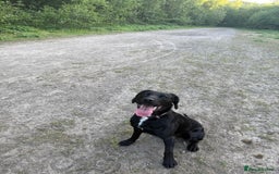 Mixed Breed dogs for sale: 1 year old GSP X Lab  - Image 5
