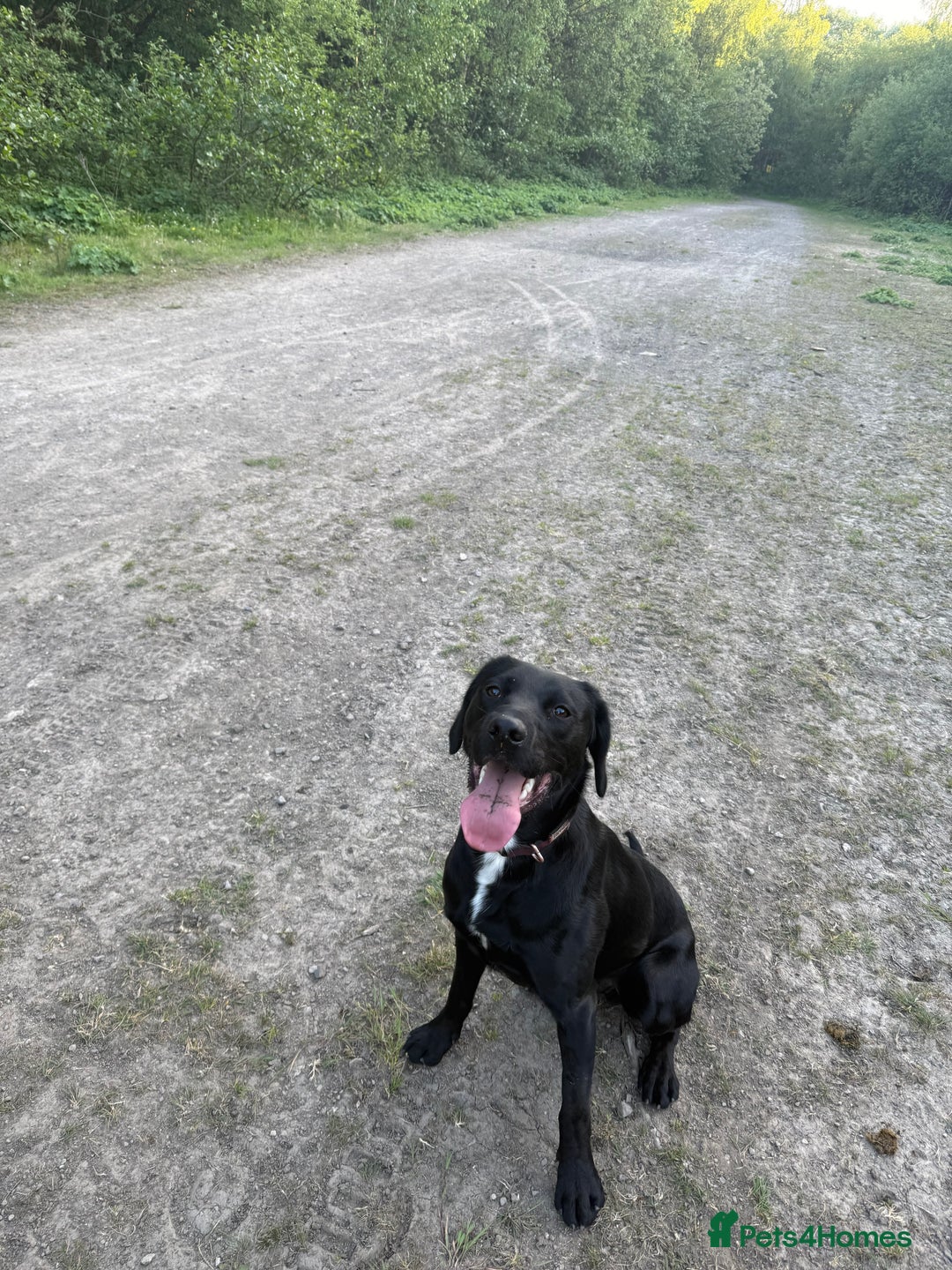 Mixed Breed dogs for sale: 1 year old GSP X Lab  - Image 5