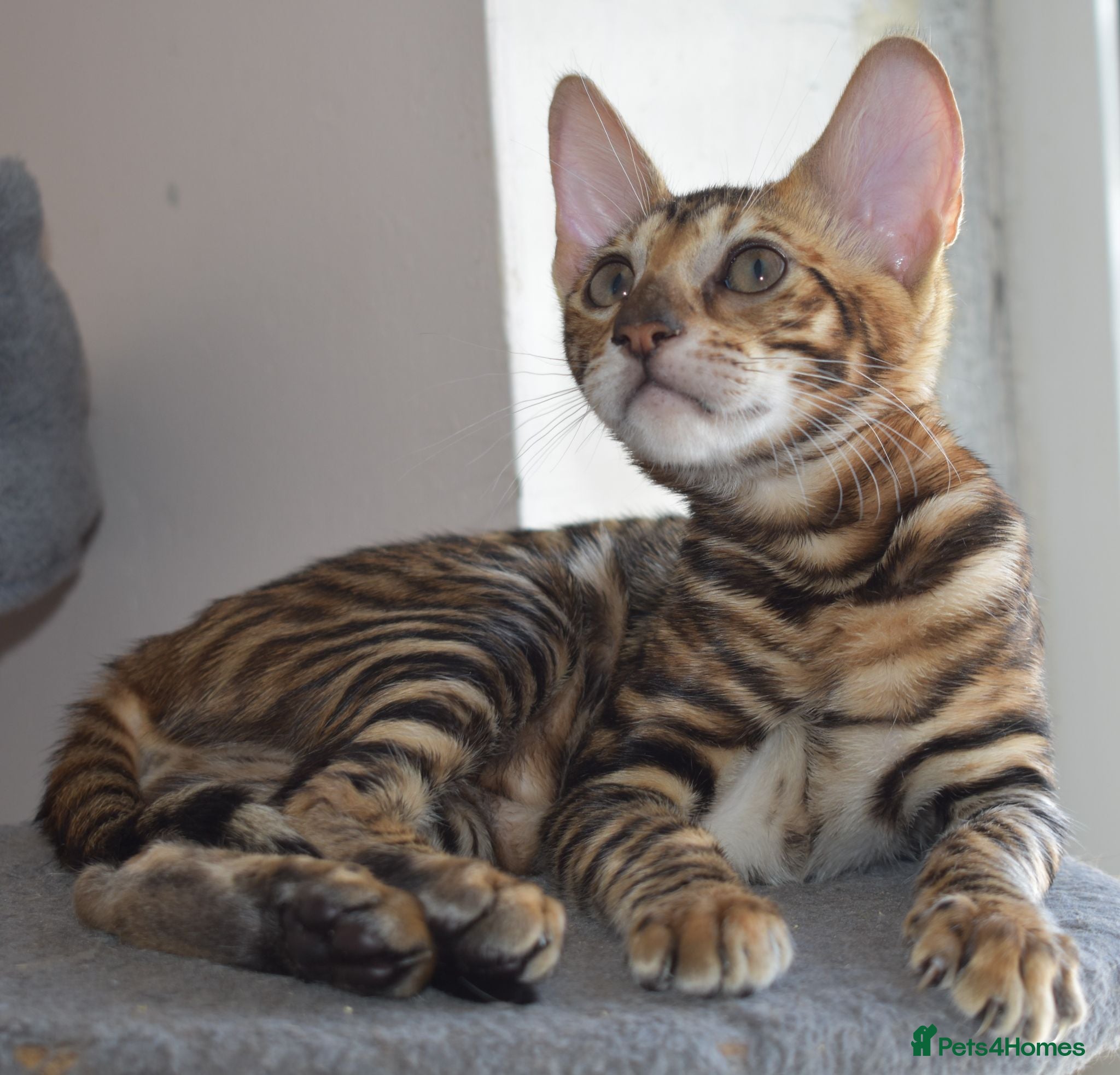 Toyger cats STUNNING WILD LOOKING TOYGER PEDIGREE CUBS - Advert 17