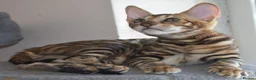 Toyger cats for sale: STUNNING WILD LOOKING TOYGER PEDIGREE CUBS - Advert 9