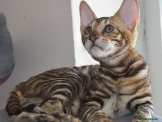 Toyger cats STUNNING WILD LOOKING TOYGER PEDIGREE CUBS - Advert 17