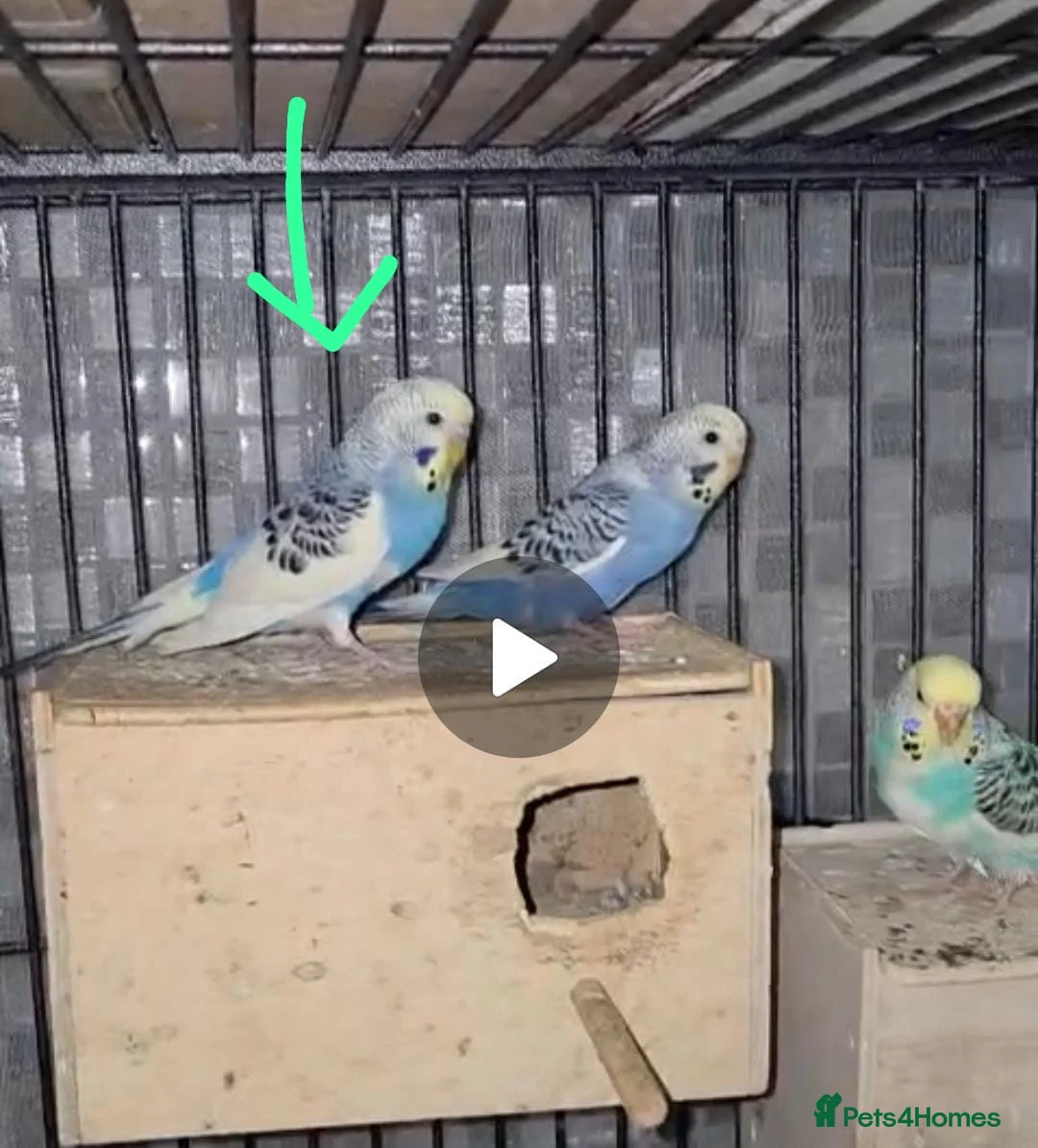 Budgerigars birds for sale: Budgies for sale - Advert 6