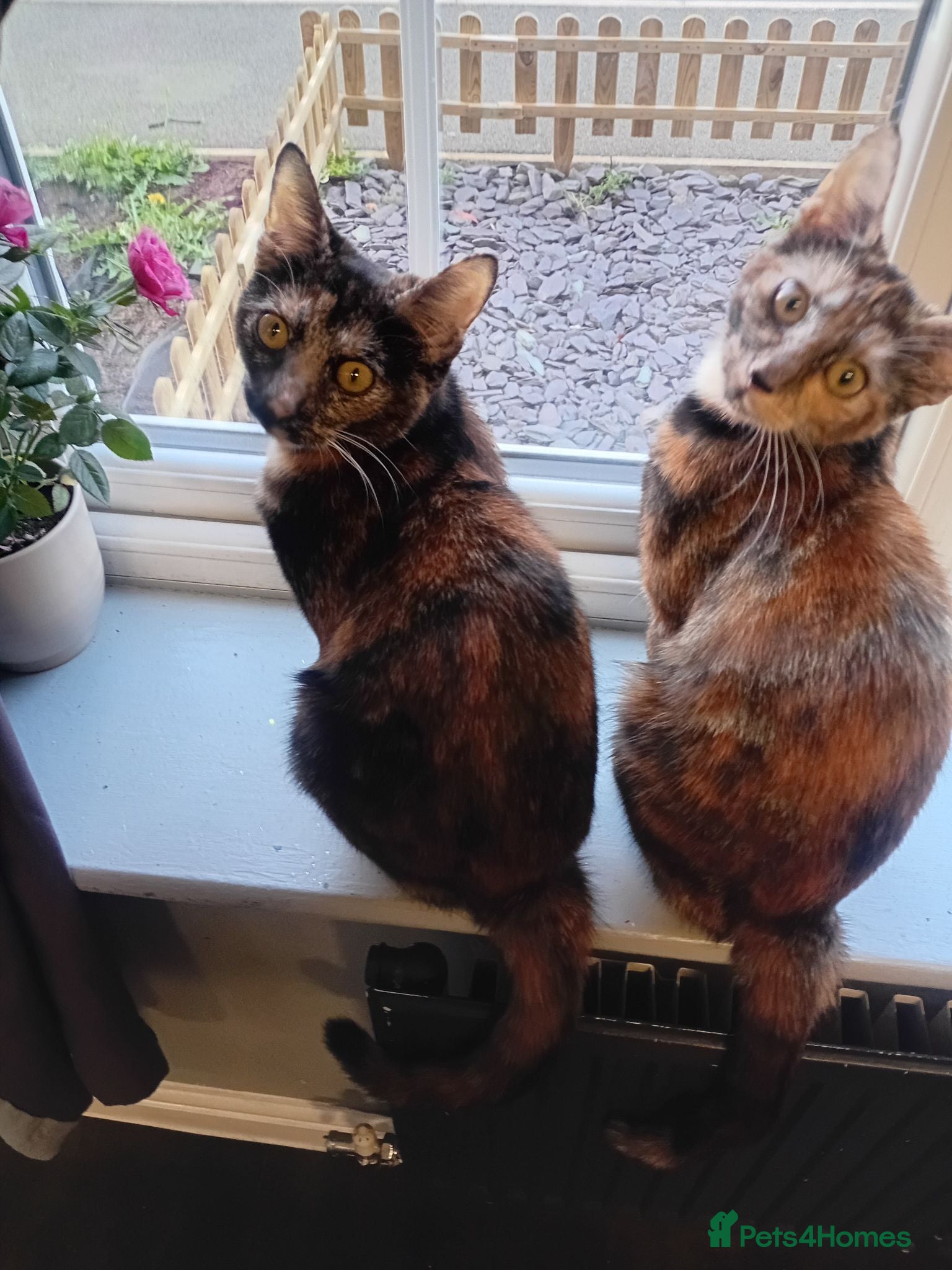 Domestic Shorthair cats Sisters - Advert 2