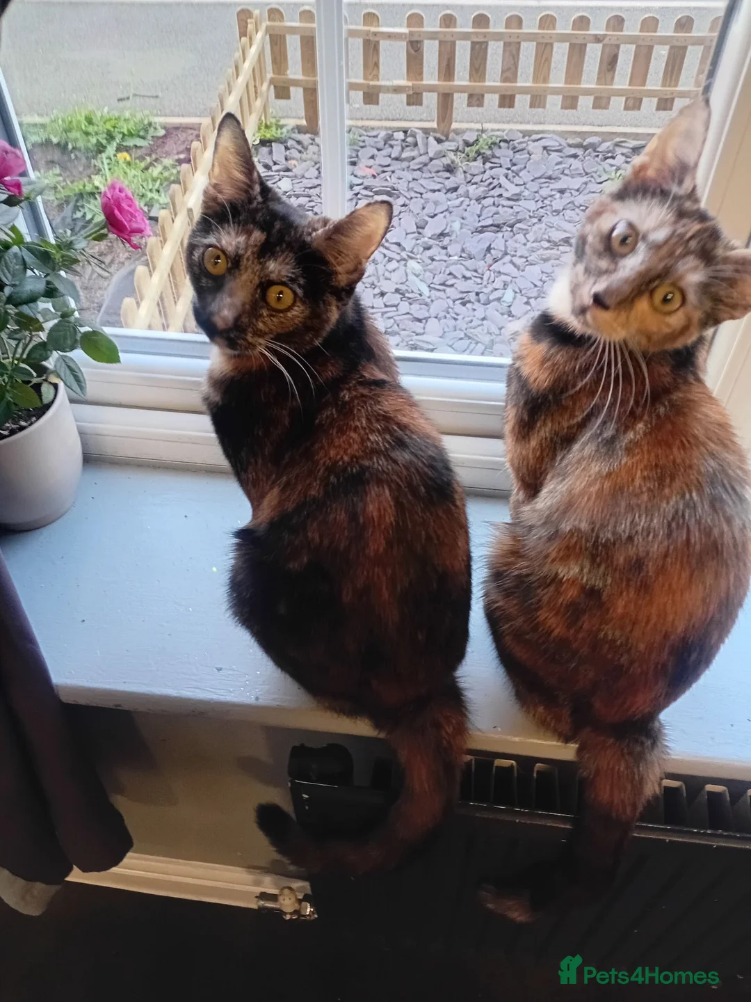 Domestic Shorthair cats for sale: Sisters in Northampton - Advert 1