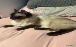 Ragdoll cats for sale: 1x Female 1 x Male Ragdoll cats aged 20 months - Image 3