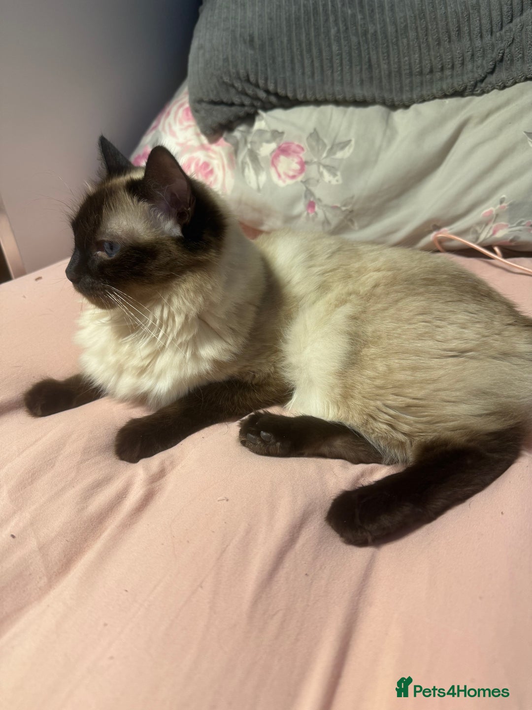 Ragdoll cats for sale: 1x Female 1 x Male Ragdoll cats aged 20 months - Image 3