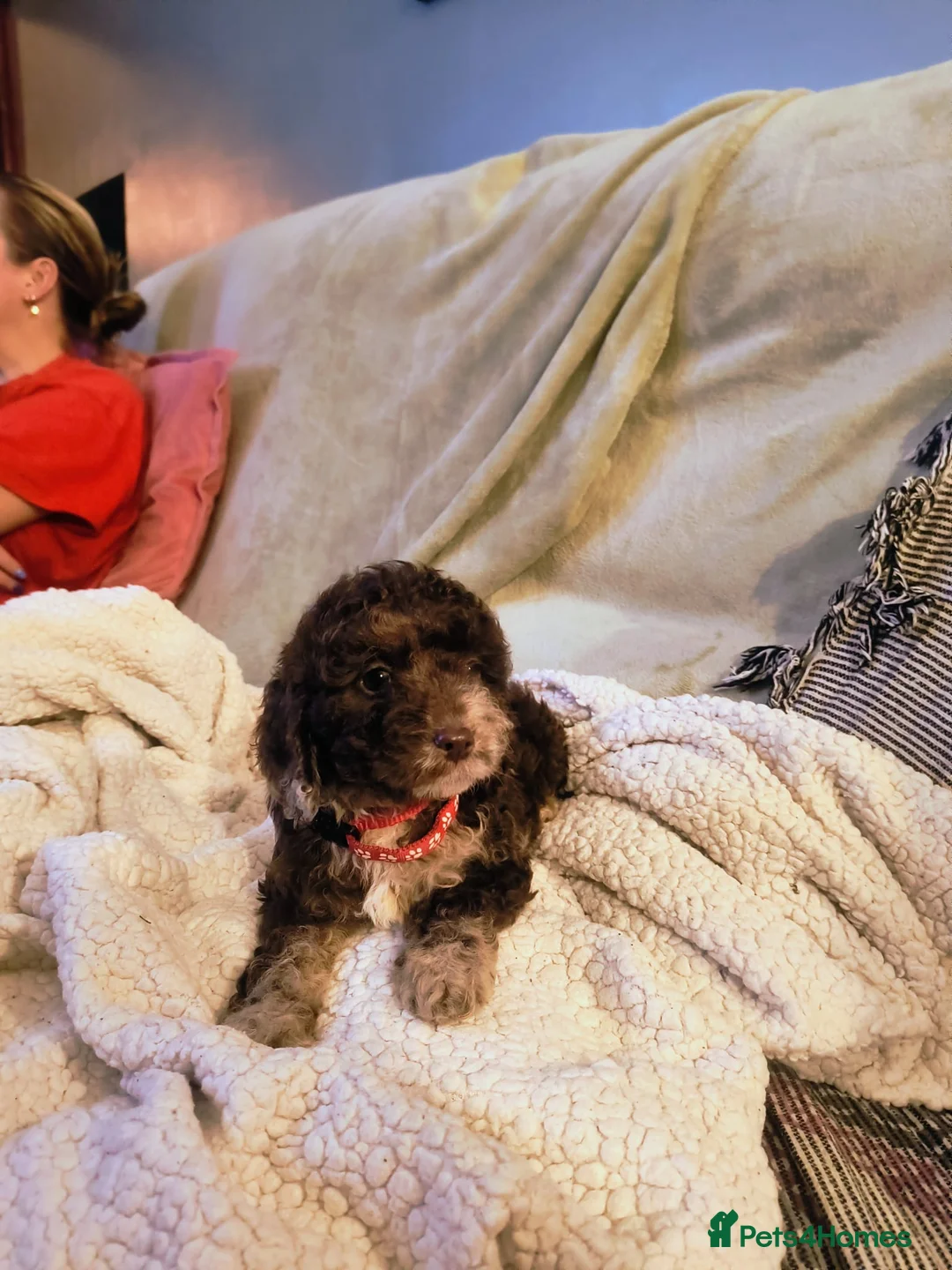 Cockapoo dogs for sale: Cockapoo - Advert 17