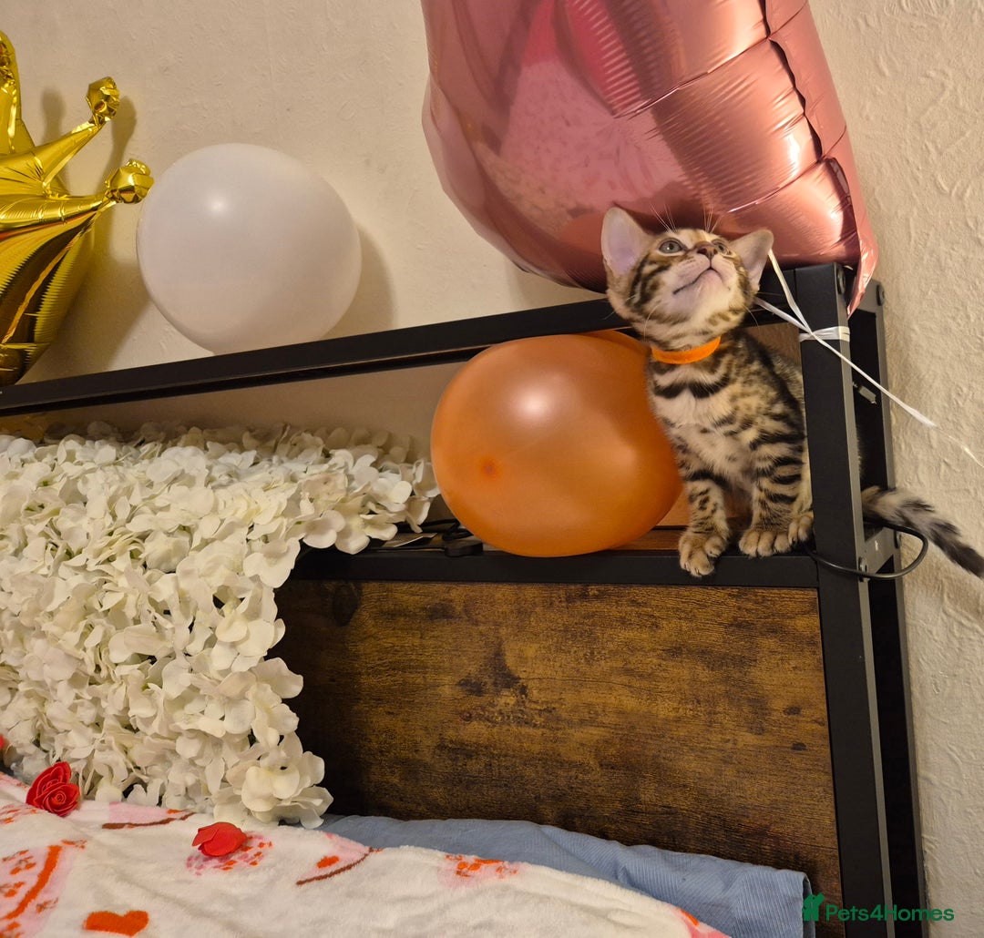 Bengal cats for sale: Bengal Kittens-Reservations Now Open  - Advert 4